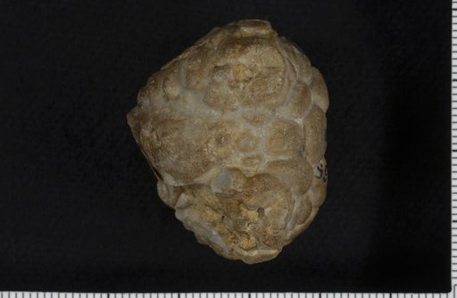 Agaricocrinus coreyi Lyon & Casseday