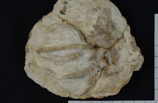 Marsipocrinus striatissimus Springer