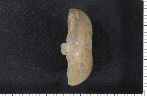 Delocrinus wewokaensis Strimple
