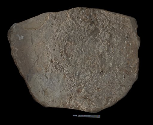 Abrotocrinus coreyi (Meek & Worthen, 1869)
