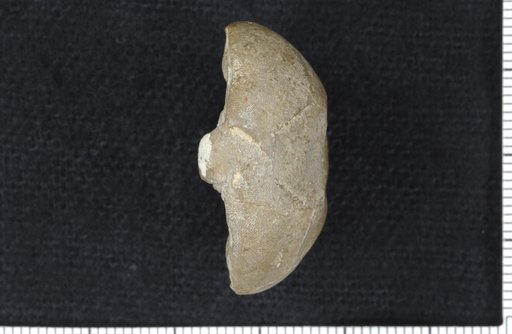 Delocrinus ponderosus Strimple