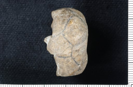 Ethelocrinus plattsburgensis Strimple