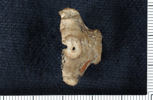 Vasocrinus valens Lyon