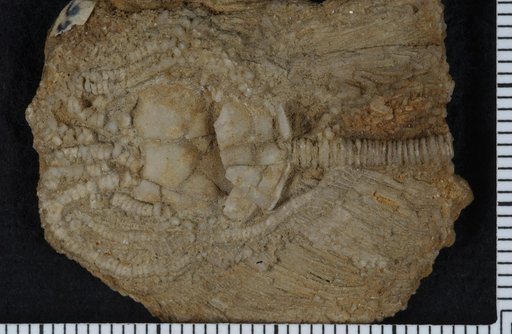 Dichocrinus pendens Wachsmuth & Springer