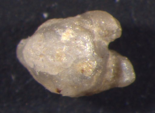 Trophocrinus bicornis Strimple & Koenig