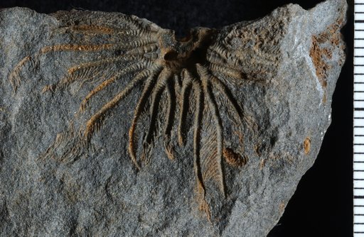 Gilbertsocrinus intersculptus Goldring