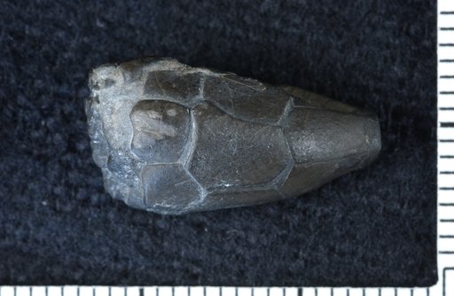 Perissocrinus papillatus Goldring
