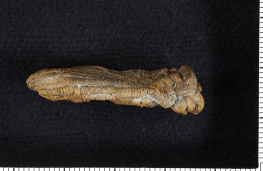 Alcimocrinus ornatus Strimple