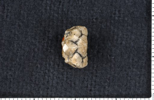 Cyathocrinus gorbyi Miller