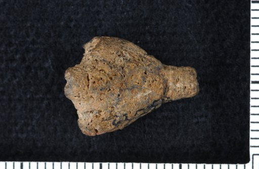 Homocrinus hartleyi Ohern