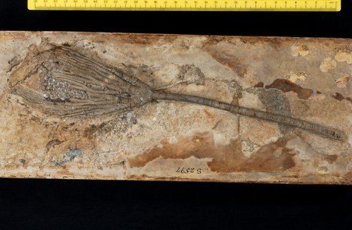 Pachylocrinus coxanus Worthen