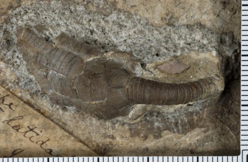 Poteriocrinus latidactylus Worthen