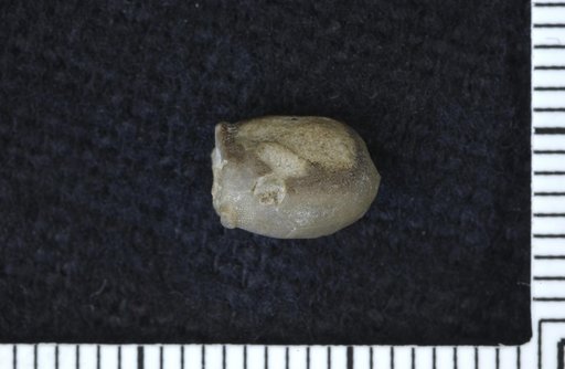 Lecythiocrinus ? tubiformis Strimple
