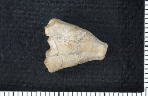 Hexacrinites adaensis Strimple