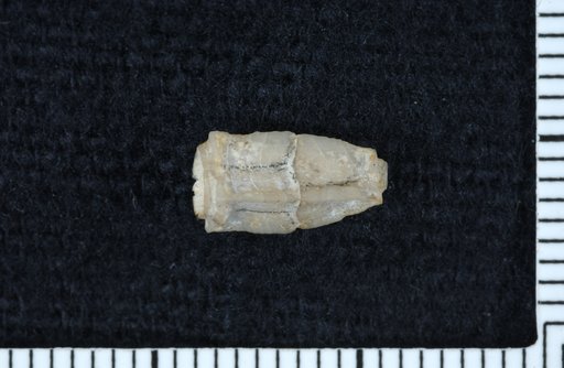 Zophocrinus angulatus Strimple
