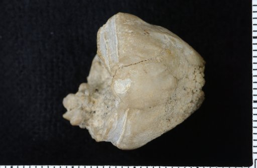 Lecanocrinus erectus Strimple