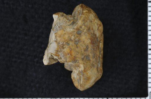 Plaxocrinus puteus Strimple