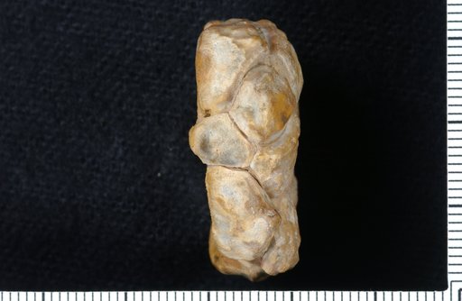 Ethelocrinus magnus Strimple