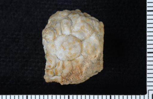 Gazacrinus stellatus Springer