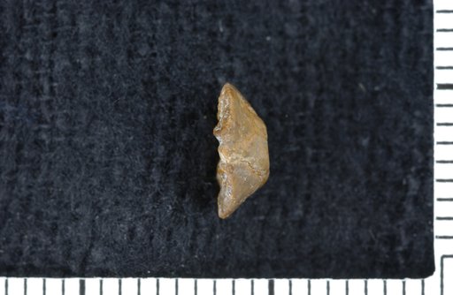 Exocrinus wanni Strimple