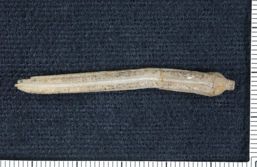 Allagecrinus copani Strimple