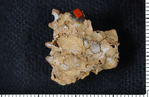 Dimerocrinus spiniferus Springer