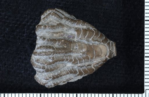 Eutaxocrinus whiteavesi Springer