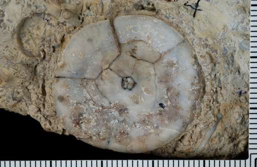 Parazophocrinus callosus Strimple