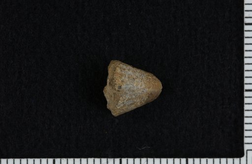 Agassizocrinus mcguirei Strimple