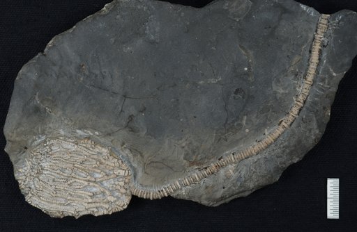 Rhopocrinus spinosus Kirk