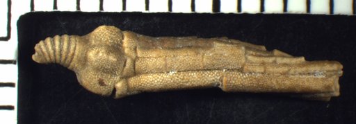 Allagecrinus graffhomi Strimple
