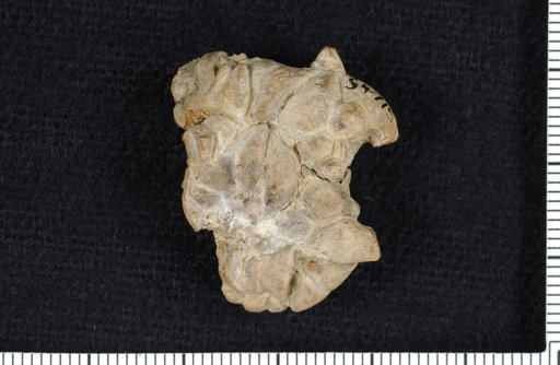 Cymbiocrinus gravis Strimple