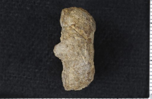 Delocrinus nodosarius Strimple