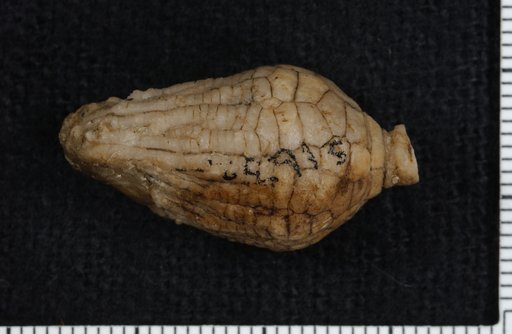 Calpiocrinus rotundatus Springer