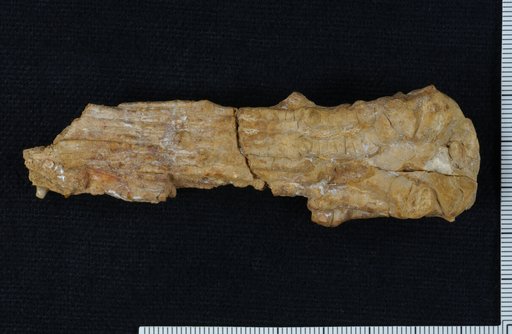 Stenopecrinus longus Strimple & Watkins