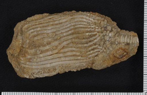 Actinocrinus tuberculosus Wachsmuth & Springer