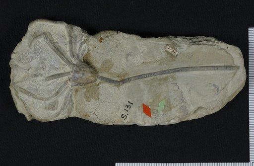 Dimerocrinus planus Springer