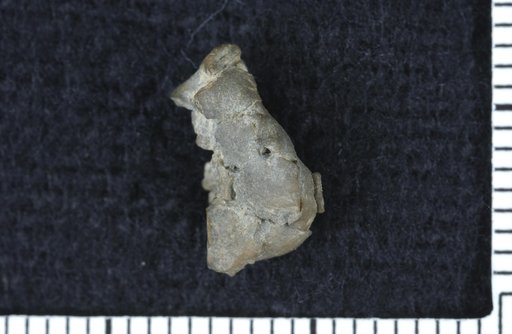 Scytalocrinus pentacolumnus Strimple