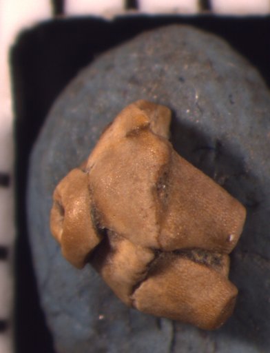 Synbathocrinus melba Strimple