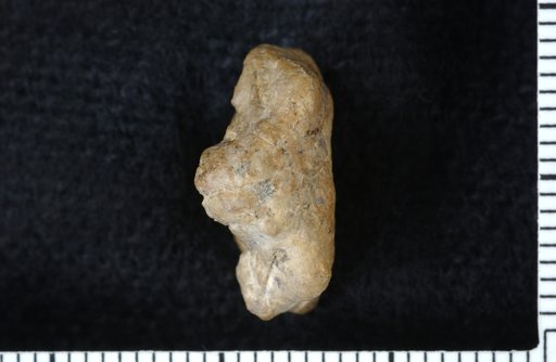 Hydreionocrinus daileyi Strimple
