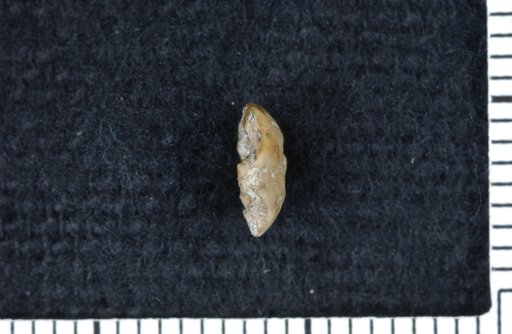 Exocrinus desmoinensis Strimple