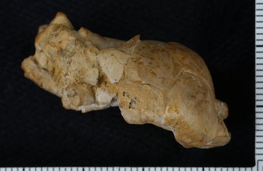 Polusocrinus ochelataensis Strimple