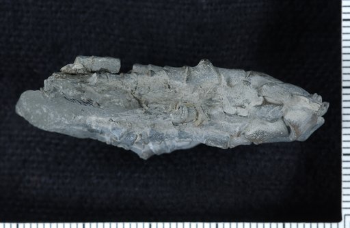 Plummericrinus striatus Strimple