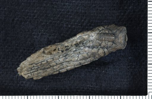 Halysiocrinus keyserensis Springer