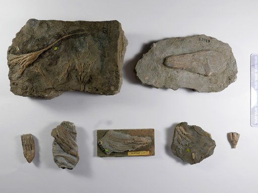 Cupulocrinus humilis Billings