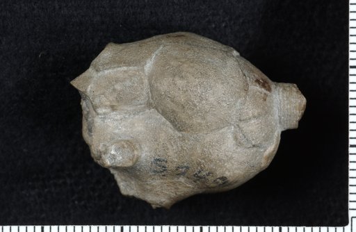 Cyathocrinites iowensis (Owen & Shumard)