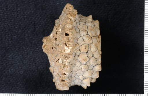 Megistocrinus spinosulus Lyon
