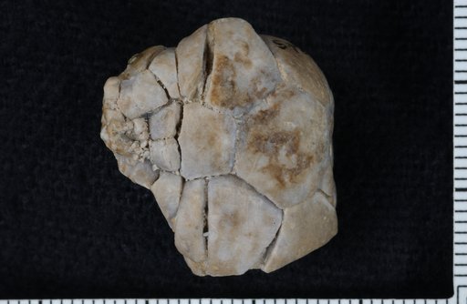 Polusocrinus avanti Strimple