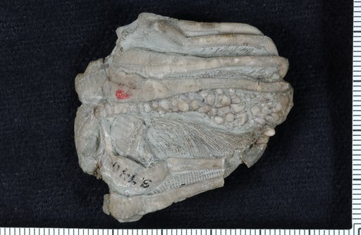Eretmocrinus granuliferus Wachsmuth & Springer