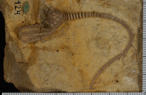 Aorocrinus immaturus Wachsmuth & Springer